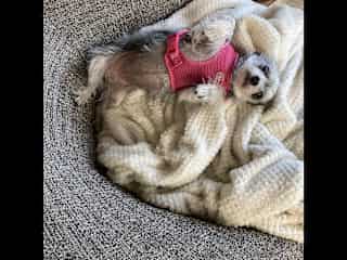 Belly rub please!