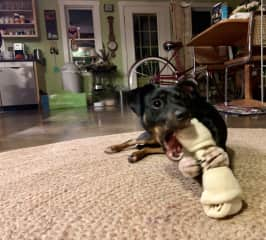 Cute, but a devil.  Don't try taking that rawhide from her!