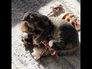 She thinks she's a dog and prefers her sister's toys.