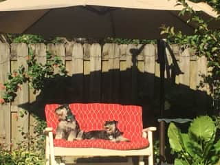 Our backyard is their favorite place.