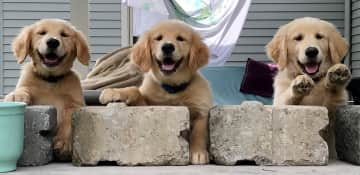 Tore up my retaining wall in a lame attempt to contain my pups on the porch, didn’t work.  Summer, Willow and Bear