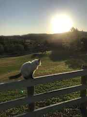 watching over the cows