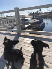 Brody and Haze taking in the sun on our back deck