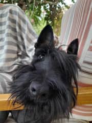 Brora is a young Scottie full of personality.  Everyone adores him. He's friendly and loves people