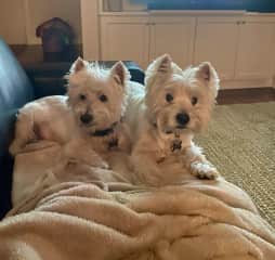 Bodie and Stringer. Two of my favorite pups to housesit  for in Austin.