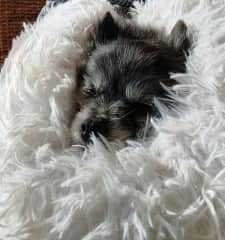 Loves her day bed located under my desk...she feels safe there.