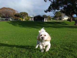 Buddy enjoying a run in the park.