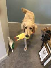 Benson and rubber chicken