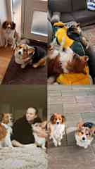 Taking care of Riley and Kobe in the Netherlands for a couple of weeks!