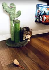 Tigress with her toy mice and cactus scratching post.