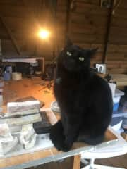 Panther in my workshop