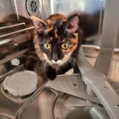 Here Minki makes an inspection of our dishwasher. Minki inspects everything. She goes inside any open drawer or cabinet. She goes behind the drawer. One has to look carefully before closing and drawer, cabinet or machine. Minki could be inside