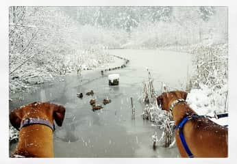 Watching the ducks