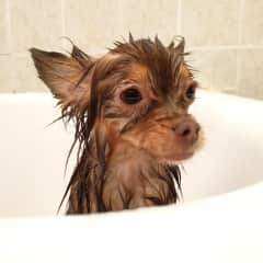 Sometimes a day of hard play and hiking requires an end of day bath. Aubrey Simone was a good sport about it.