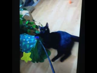 Yes, I am the Goddess Persephone & it's PLAYTIME!