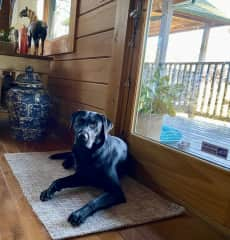 Blue at the front door waiting for the day’s trail walk to start. The dogs may be let outside for 15 minutes alone, otherwise, they might wander into bear country…we’ve had a few yard visits as they pass through.