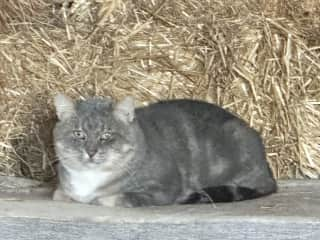 This kitten showed up about 6 months ago, it took me a long time to get him into a trap to be neutered but he is now happy to just hang and of course waits for his canned food daily.