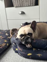 CASPAR
8 year old French Bulldog
Loving, sensitive and the boss