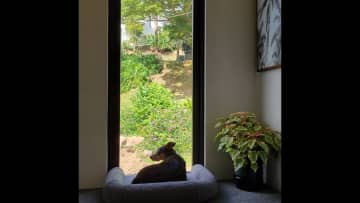 The "window seat" at the top of the stairs is her favorite lookout