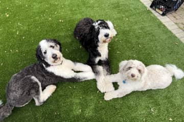 The bernadoodle club, my training clients