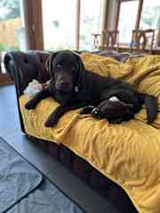 Scarlett on the ‘dog friendly’ lounge in the living room.