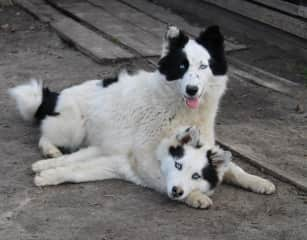 This is a picture of Medela and Yourie together when they were 6 months old.  And you can still find them quite often this way. 

They are Yakutian Laika's the same breed that is often used for dog sledding.