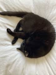 Tarka the cat again!