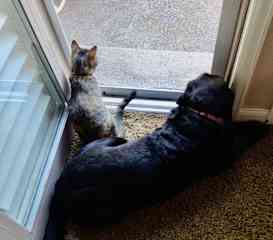 Maisy and Coco