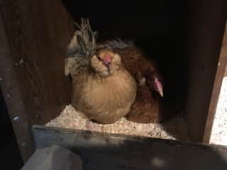 Henrietta and Big Red at our fist house sit