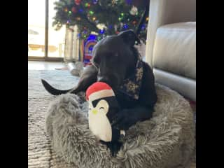 He loves toys and does t shred them like many other dogs