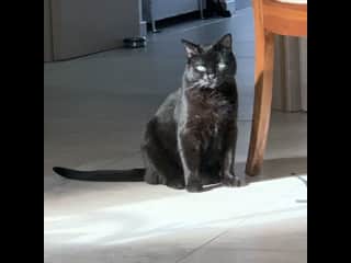 She’s a big kitty, but mild mannered!