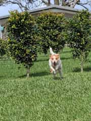 His last visit to the kennels