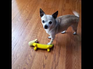 I'm active for an old man and love to chase my toys.  I will chew them until they fall apart.  We play fetch after dinner every night!  If we play enough I probably won't bark for more playtime.