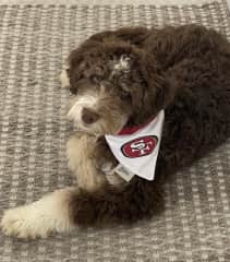 SF 49er Fan