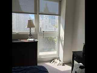 Earl enjoying a sunny patch in the bedroom