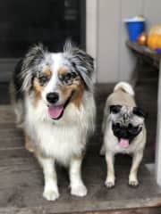 Tallulah with her best friend (he lives next door).