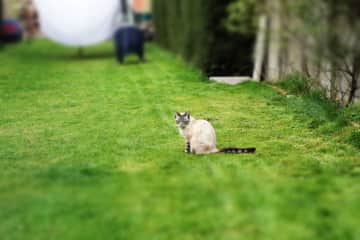 Our cat “tijger”