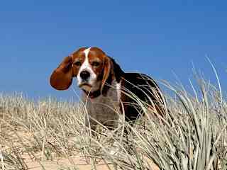 The sweetest quirkiest little fellow. He doesn’t like a swim but loves a walk where he can use that nose of his!