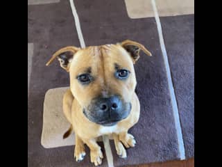 I’ll sit, behave and do anything for a treat!
