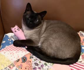 I love my toys.
