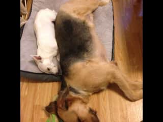 Dahlia loved her big brother Loki so much. He passed away in 2018 due to gastric carcinoma.