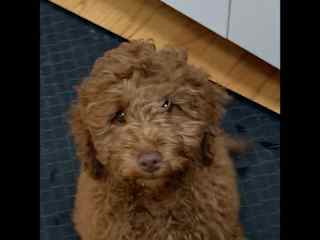 Augie