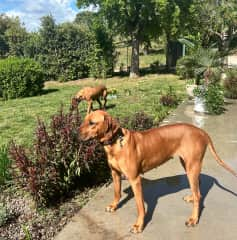 Nova and Alca', Rhodesian ridgebacks, mom and daughter