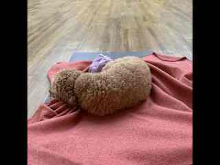 Pushka came on my yoga mat for relaxation, I took car of him for 2 weeks in a yoga center