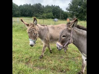 I loved caring for these two donkeys in France along with two swigs and two cats.