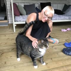 Cat sitting in Finland