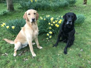 Tisa and Tatu in the garden.