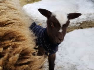 Baby Finnsheep with home-made sweater on