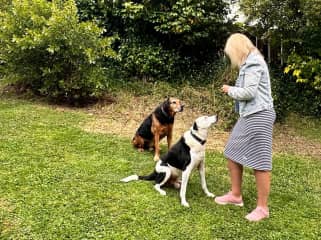 A month caring for Spud and Clyde. Both senior rescued dogs, they were reactive, had very strict routines and daily medications. But boy did we love treat time together. ☺️