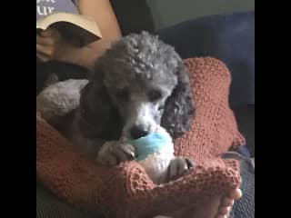 Nursing on his “binky” ball.